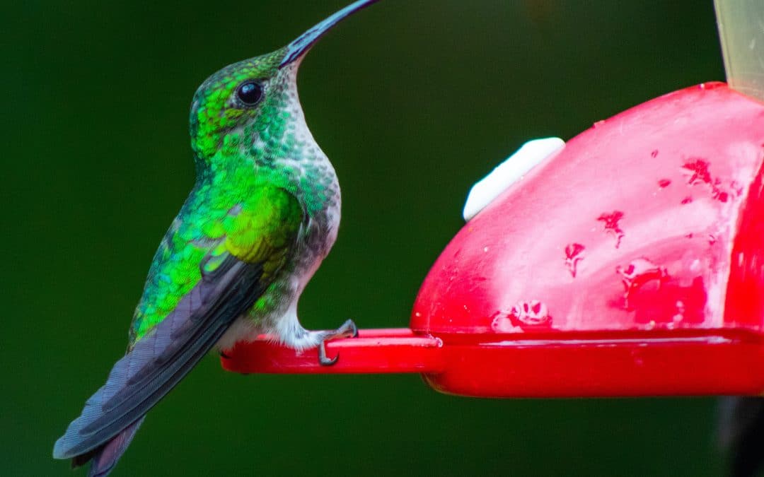 Hummingbird on a feeder