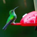 Hummingbird on a feeder