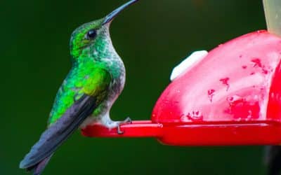 Simple Hummingbird Food Recipe You Can Make at Home