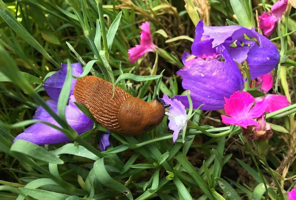 How to Rid your Garden of Slugs and Snails without using Poisons