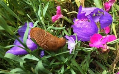 How to Rid your Garden of Slugs and Snails without using Poisons